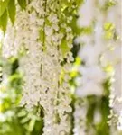 Weißer Cin.Blauregen - Wisteria sinensis 'Alba'