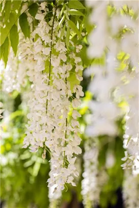 Weißer Cin.Blauregen - Wisteria sinensis 'Alba'