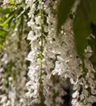 Weißer Cin.Blauregen - Wisteria sinensis 'Alba'