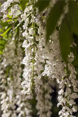 Weißer Cin.Blauregen - Wisteria sinensis 'Alba'