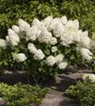 Rispenhortensie - Hydrangea paniculata 'Silver Dollar'