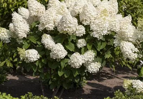 Hydrangea paniculata 'Silver Dollar' - Rispenhortensie