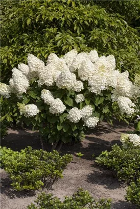 Rispenhortensie - Hydrangea paniculata 'Silver Dollar'