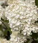 Rispenhortensie - Hydrangea paniculata 'Silver Dollar'