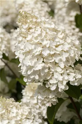 Rispenhortensie - Hydrangea paniculata 'Silver Dollar'