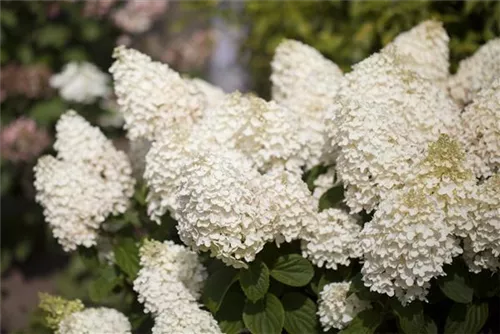 Rispenhortensie - Hydrangea paniculata 'Silver Dollar'