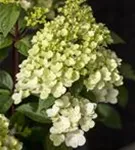 Rispenhortensie - Hydrangea paniculata 'Silver Dollar'