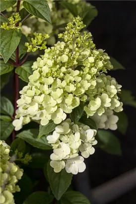 Rispenhortensie - Hydrangea paniculata 'Silver Dollar'