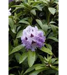 Rhododendron-Hybride 'Pinguin' - Rhododendron Hybr.'Pinguin' III