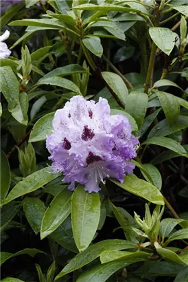 Rhododendron-Hybride 'Pinguin' - Rhododendron Hybr.'Pinguin' III