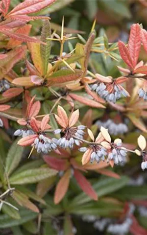 Berberis julianae