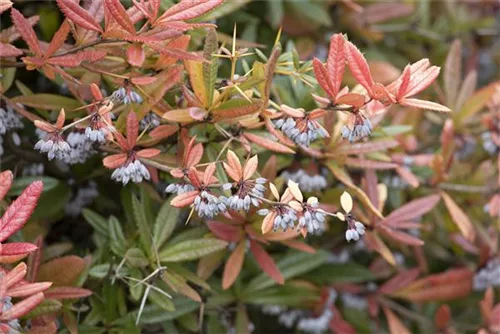 Großblättrige Berberitze - Berberis julianae