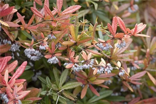 Großblättrige Berberitze - Berberis julianae