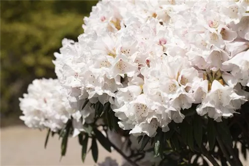 Rhododendron roxieanum 'Blewbury' - Rhododendron roxieanum 'Blewbury' II