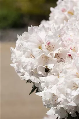 Rhododendron roxieanum 'Blewbury' - Rhododendron roxieanum 'Blewbury' II