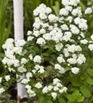 Prachtspiere - Spiraea vanhouttei - Wildgehölze