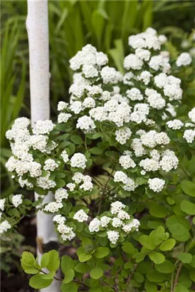 Prachtspiere - Spiraea vanhouttei - Wildgehölze