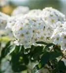 Prachtspiere - Spiraea vanhouttei - Wildgehölze