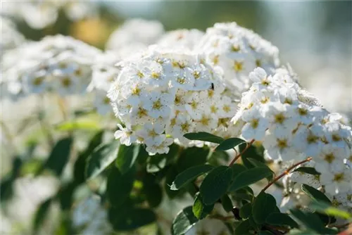 Prachtspiere - Spiraea vanhouttei - Wildgehölze