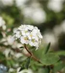 Prachtspiere - Spiraea vanhouttei - Wildgehölze