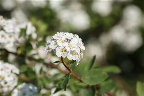 Prachtspiere - Spiraea vanhouttei - Wildgehölze