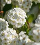 Prachtspiere - Spiraea vanhouttei - Wildgehölze