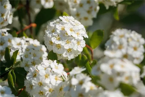 Prachtspiere - Spiraea vanhouttei - Wildgehölze