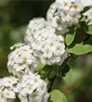 Prachtspiere - Spiraea vanhouttei - Wildgehölze