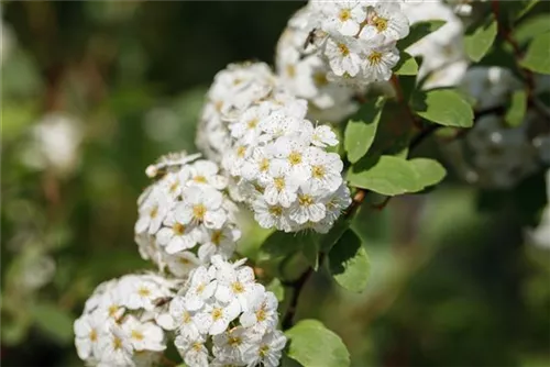 Prachtspiere - Spiraea vanhouttei - Wildgehölze