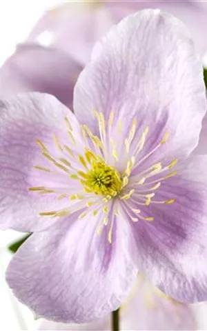 Clematis montana 'Rubens'