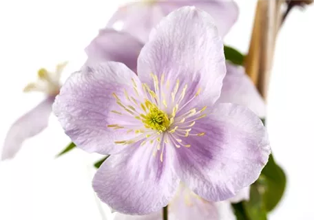 Clematis montana 'Rubens' - Berg-Waldrebe 'Rubens'