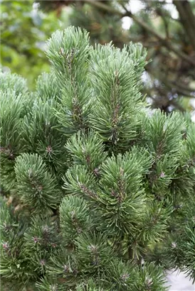 Berg-Kiefer 'Columnaris' - Pinus mugo 'Columnaris' 'Columbo'