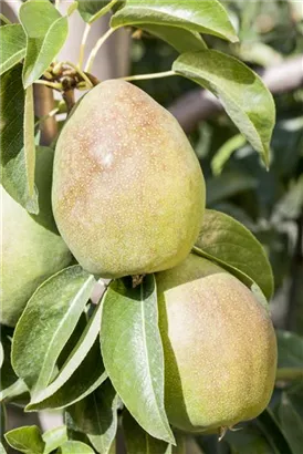 Birne 'Köstliche von Charneu' mittel - Pyrus com.'Köstliche von Charneu' CAC