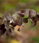 Große Blutberberitze 'Superba' - Berberis ottawensis 'Superba'