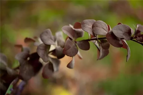 Große Blutberberitze 'Superba' - Berberis ottawensis 'Superba'