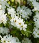 Kleine Prunkspiere 'The Bride' - Exochorda macrantha 'The Bride'