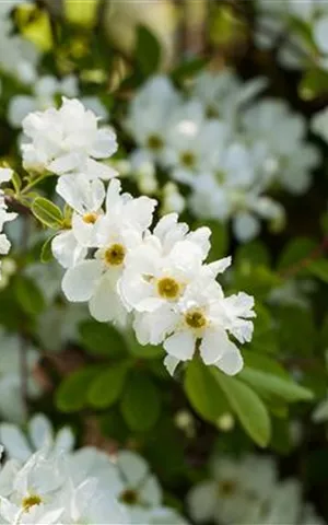 Exochorda macrantha 'The Bride'