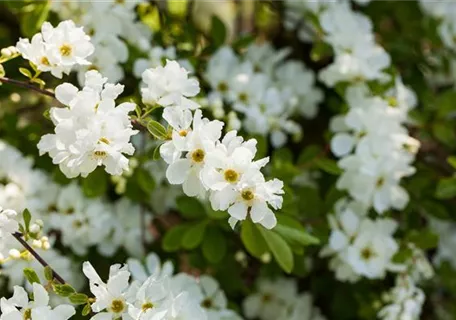 Exochorda macrantha 'The Bride' - Kleine Prunkspiere 'The Bride'