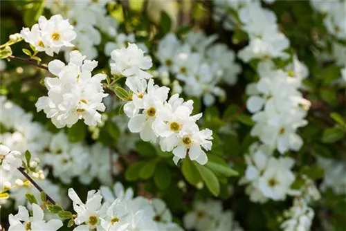 Kleine Prunkspiere 'The Bride' - Exochorda macrantha 'The Bride'