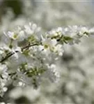 Kleine Prunkspiere 'The Bride' - Exochorda macrantha 'The Bride'