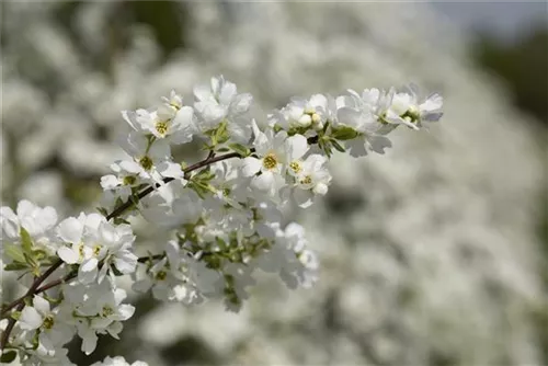 Kleine Prunkspiere 'The Bride' - Exochorda macrantha 'The Bride'