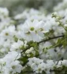 Kleine Prunkspiere 'The Bride' - Exochorda macrantha 'The Bride'