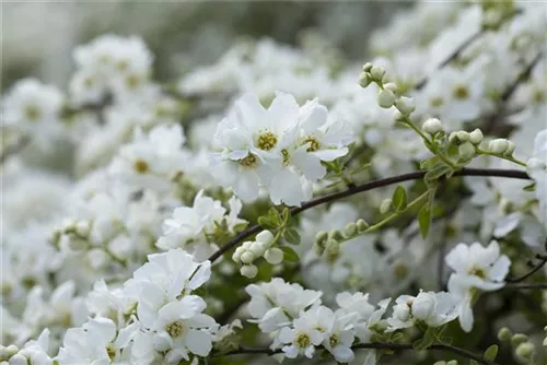 Kleine Prunkspiere 'The Bride' - Exochorda macrantha 'The Bride'