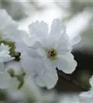 Kleine Prunkspiere 'The Bride' - Exochorda macrantha 'The Bride'