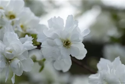 Kleine Prunkspiere 'The Bride' - Exochorda macrantha 'The Bride'