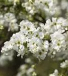 Kleine Prunkspiere 'The Bride' - Exochorda macrantha 'The Bride'