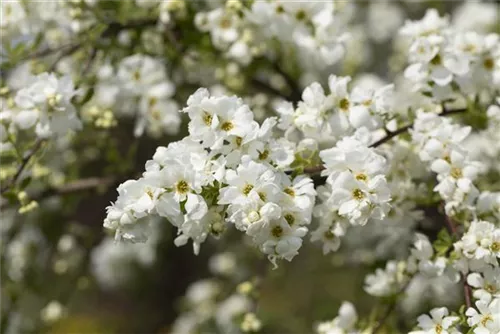 Kleine Prunkspiere 'The Bride' - Exochorda macrantha 'The Bride'