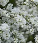 Kleine Prunkspiere 'The Bride' - Exochorda macrantha 'The Bride'