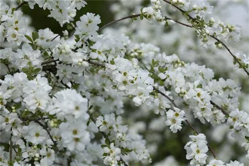 Kleine Prunkspiere 'The Bride' - Exochorda macrantha 'The Bride'