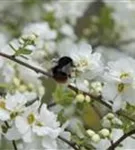 Kleine Prunkspiere 'The Bride' - Exochorda macrantha 'The Bride'